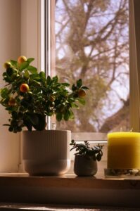 How to Refresh Your Home with Plants: Easy Tips for a Greener Space